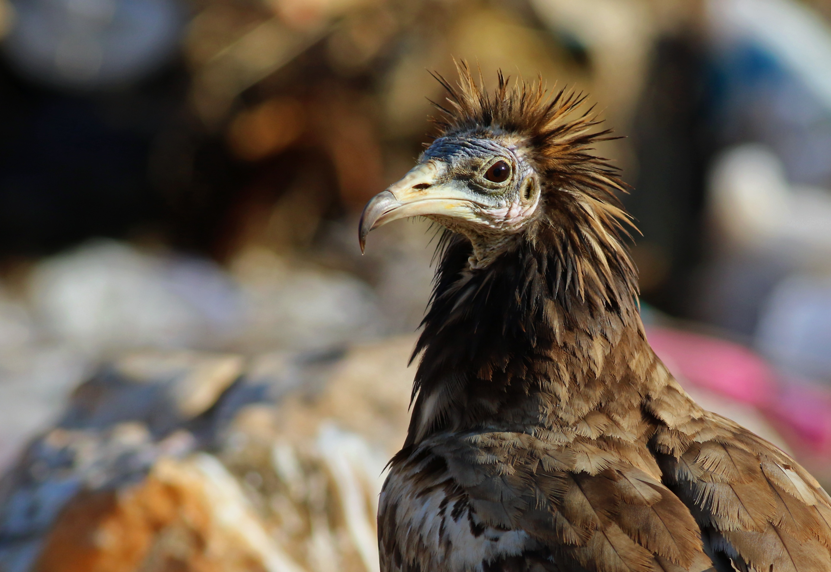 Egyptian Vulture